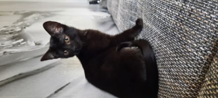 Ab sofort suchen noch 1 junge und 2 Mädchen ein neues