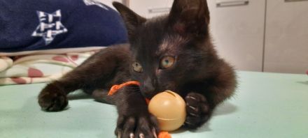 Ab sofort suchen noch 1 junge und 2 Mädchen ein neues