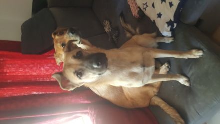 Hope sucht dringend ein Zuhause. Geboren sind sie am 28