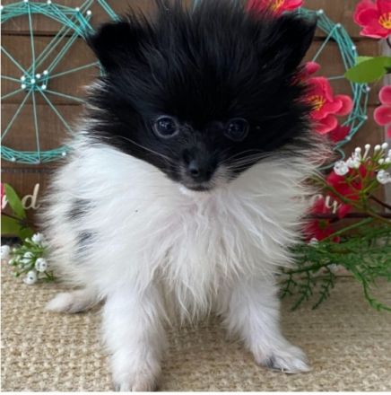 Unsere 5 wundervollen Zwergspitzwelpen sind am 17.07