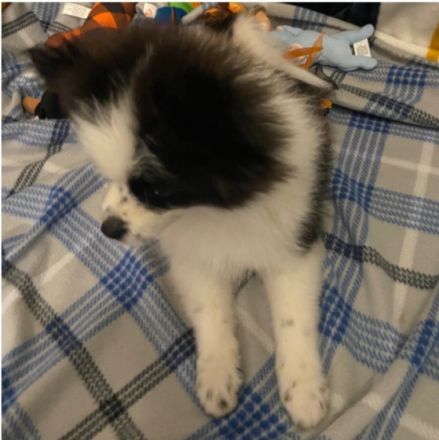 Unsere 5 wundervollen Zwergspitzwelpen sind am 17.07