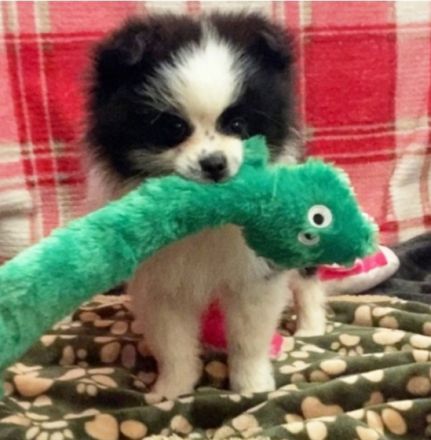 Unsere 5 wundervollen Zwergspitzwelpen sind am 17.07