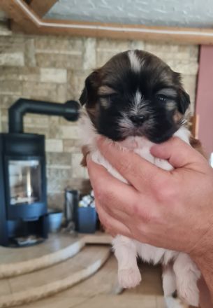 Hallo unser nemo geb.23.09.2022 sucht ab Dezember ein