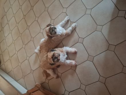 Hallo unser nemo geb.23.09.2022 sucht ab Dezember ein