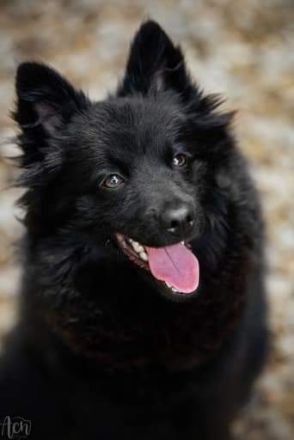 Wir haben noch zwei junge Rüden der Rasse "Mittelspitz