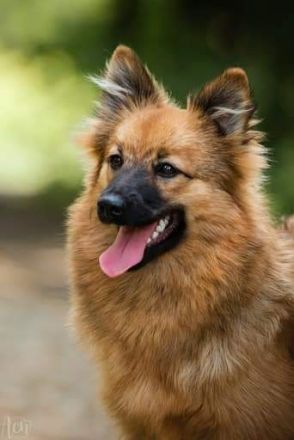 Wir haben noch zwei junge Rüden der Rasse "Mittelspitz