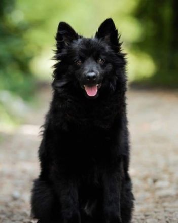 Wir haben noch zwei junge Rüden der Rasse "Mittelspitz