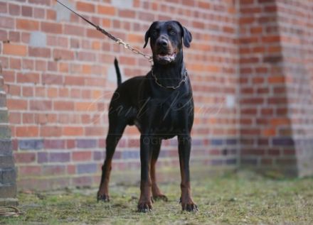 Dobergaarden forever Hercules, Dobermann