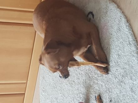 Brownie, Hi suche dringend eine neue Familie ds mein