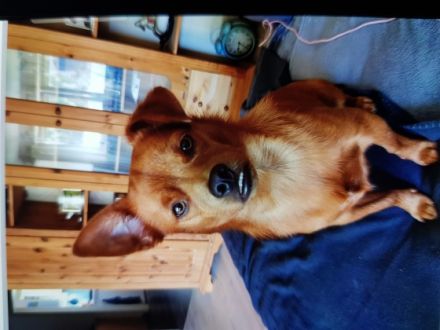 Brownie, Hi suche dringend eine neue Familie ds mein