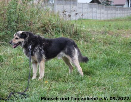 Benji wurde ca. 2016 geboren und ist ca. 45 cm groß. Er