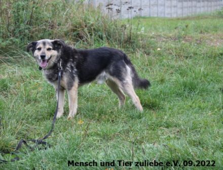 Benji wurde ca. 2016 geboren und ist ca. 45 cm groß. Er