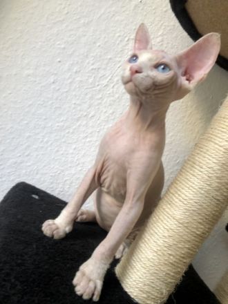 Hallo, Liebevolle Sphynx-Kitten an verantwortungsvolle