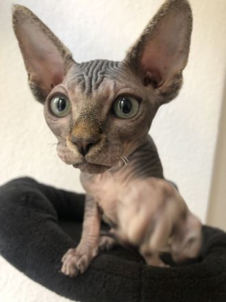 Hallo, Liebevolle Sphynx-Kitten an verantwortungsvolle