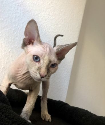 Hallo, Liebevolle Sphynx-Kitten an verantwortungsvolle