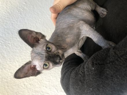 Hallo, Liebevolle Sphynx-Kitten an verantwortungsvolle