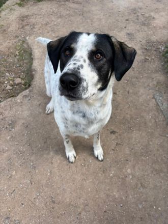 Traumhund Adam sucht dich!