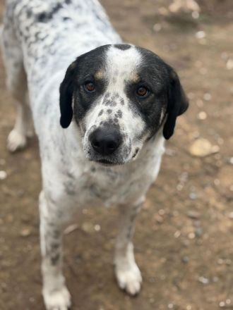 Traumhund Adam sucht dich!