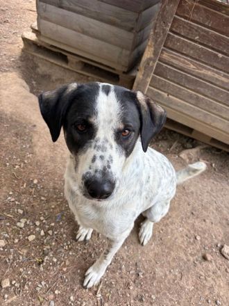 Traumhund Adam sucht dich!