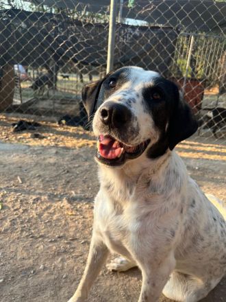 Traumhund Adam sucht dich!