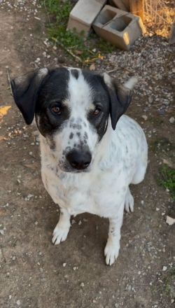Traumhund Adam sucht dich!
