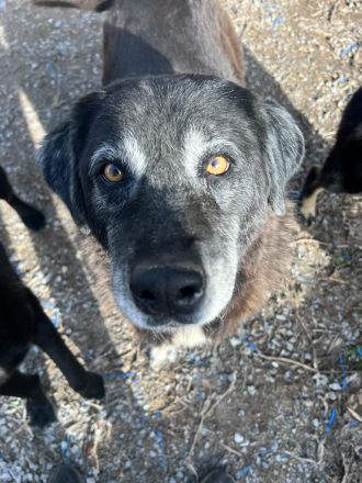Amber - besondere Hundeseele sucht ihr Körbchen