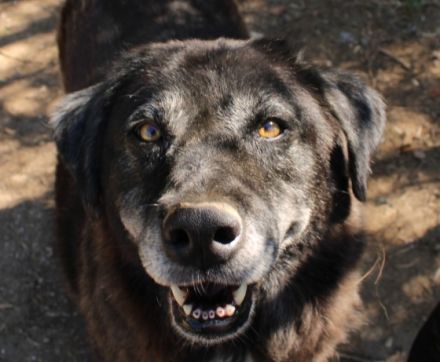Amber - besondere Hundeseele sucht ihr Körbchen