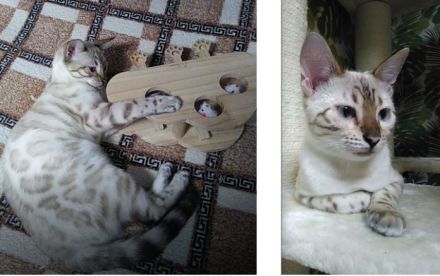 Bengal Katze mit Stammbaum und gechipt