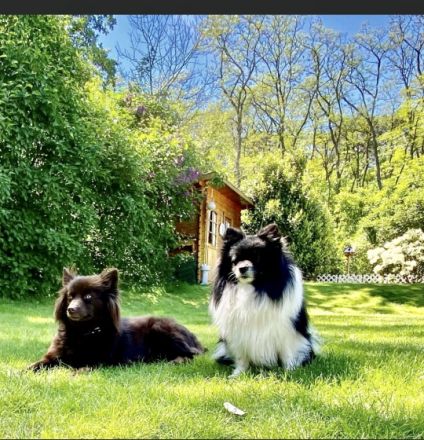 Wir freuen uns , dass Sie sich für einen Spitz