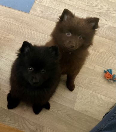 Wir freuen uns , dass Sie sich für einen Spitz