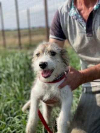 Liebstes Hundekind Liesbeth sucht dringend ihre eigene