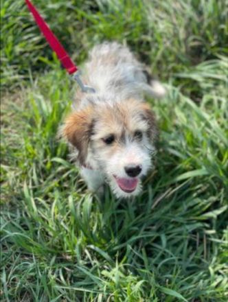 Liebstes Hundekind Liesbeth sucht dringend ihre eigene