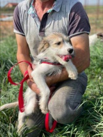 Liebstes Hundekind Liesbeth sucht dringend ihre eigene