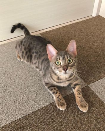 Wir haben ein wunderschönes weibliches Bengal-Kätzchen,