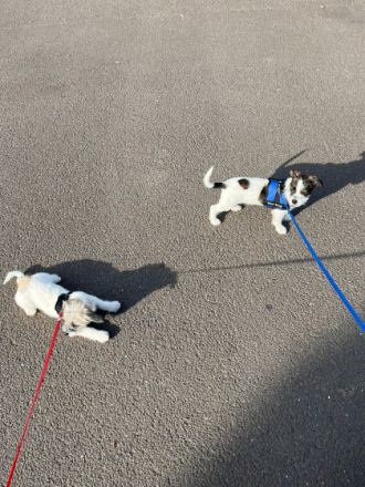 War ein Unfall jetzt ist noch Amiga da und sucht ein