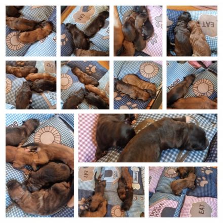 Unsere belgische Schäferhündin hat am 17.10.22 9