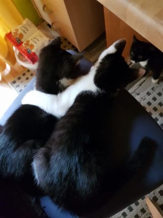 Theo und Hunter, Zwei super süße zutrauliche,