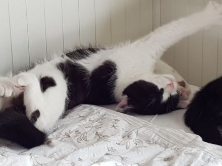 Theo und Hunter, Zwei super süße zutrauliche,