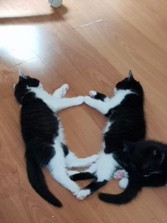 Theo und Hunter, Zwei super süße zutrauliche,