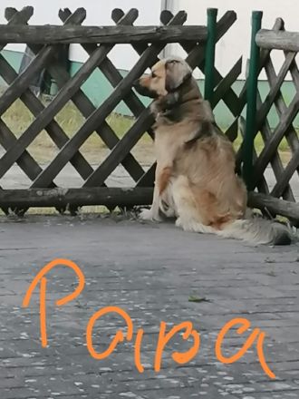 Klein bleibende hundewelpen entwurmt und das erste Mal