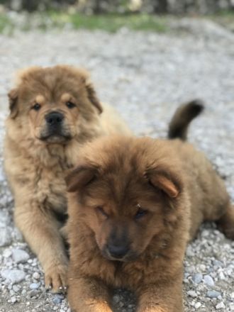 Für unsere Haustiere suchen wir jemanden, der sie liebt