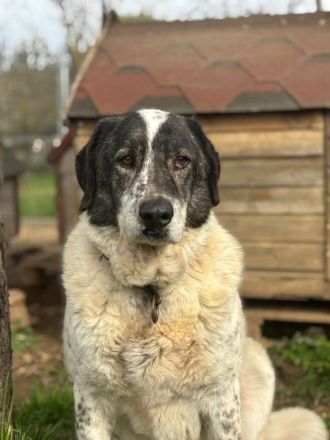 Tim - treuer Hundesenior sucht Geborgenheit