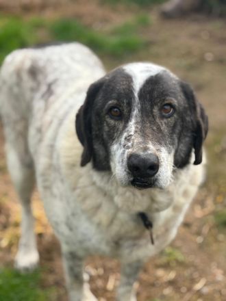 Tim - treuer Hundesenior sucht Geborgenheit