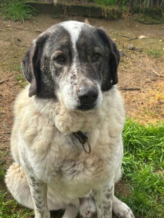 Tim - treuer Hundesenior sucht Geborgenheit