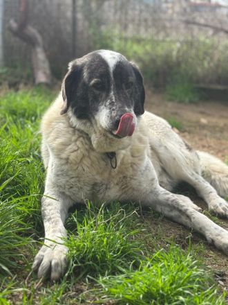 Tim - treuer Hundesenior sucht Geborgenheit