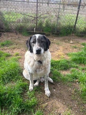 Tim - treuer Hundesenior sucht Geborgenheit