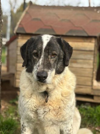 Tim - treuer Hundesenior sucht Geborgenheit