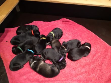 Unsere Hündin hat am 16.10.22 ihren Nachwuchs bekommen.