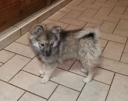 Der Spitz ist eine vom Aussterben bedrohte Rasse und