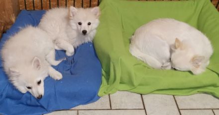 Der Spitz ist eine vom Aussterben bedrohte Rasse und